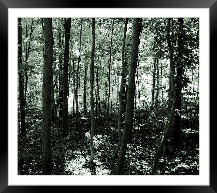  The Forest- Duo Tone Framed Mounted Print by james balzano, jr.