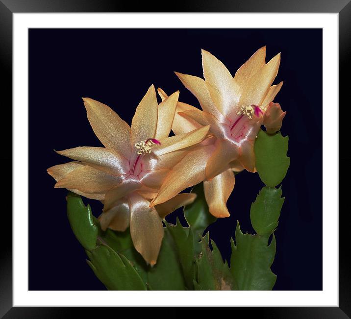 Cactus Flowers  Framed Mounted Print by james balzano, jr.