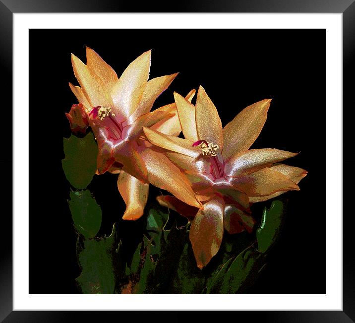Cactus Flowers Posterised  Framed Mounted Print by james balzano, jr.