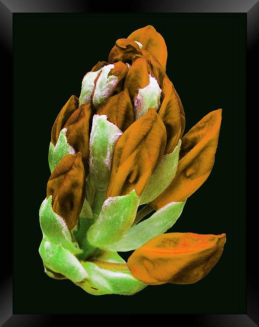 Rare Orange Colored Rhododendron  Framed Print by james balzano, jr.