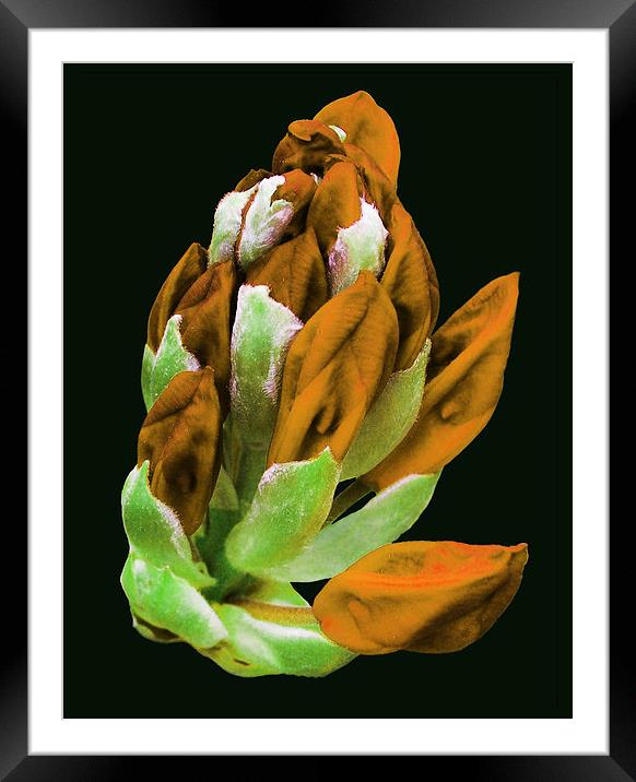 Rare Orange Colored Rhododendron  Framed Mounted Print by james balzano, jr.