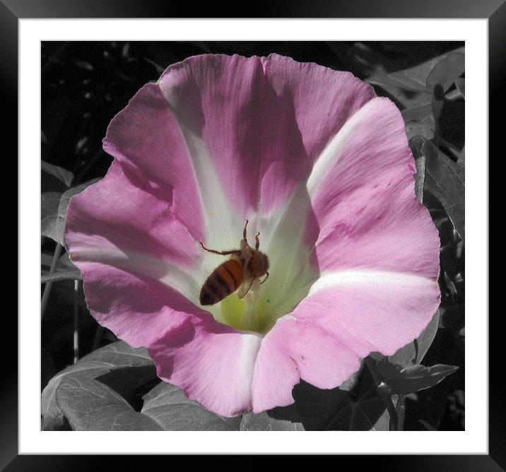  Bee in a Flower Against B/W Background Framed Mounted Print by james balzano, jr.
