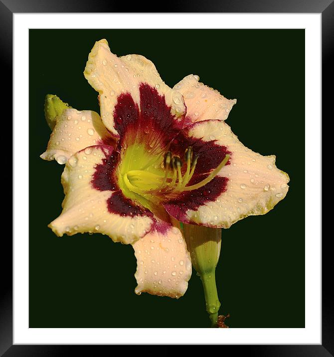  Wet Lily Framed Mounted Print by james balzano, jr.