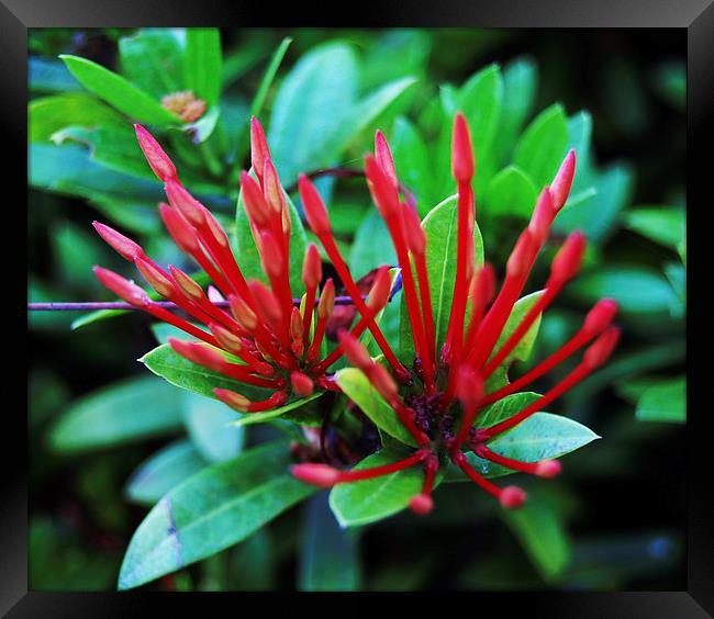 Red Tropical Flower  Framed Print by james balzano, jr.