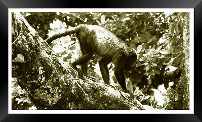 Monkey on Limb Duo  Framed Print by james balzano, jr.