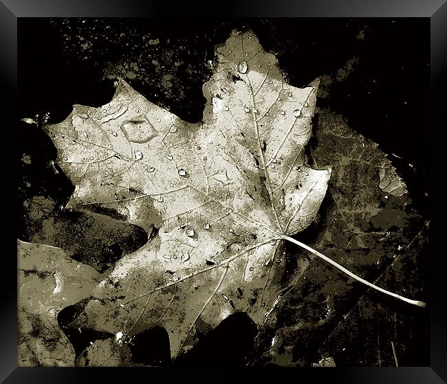 Duo Tone- Leaf in Pond  Framed Print by james balzano, jr.