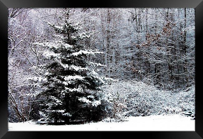 Winter Scene  Framed Print by james balzano, jr.