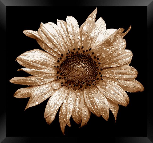 Tritone Sunflower  Framed Print by james balzano, jr.