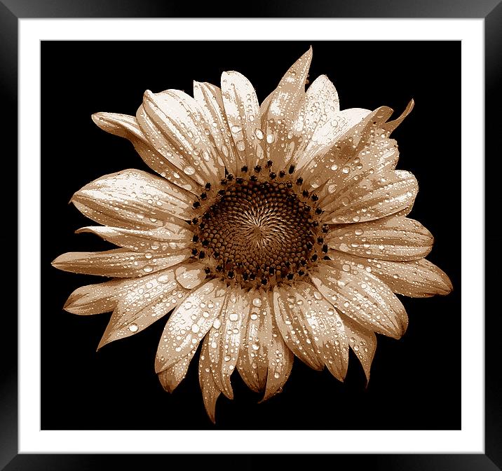 Tritone Sunflower  Framed Mounted Print by james balzano, jr.