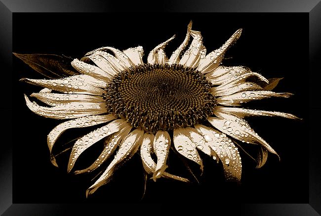  Sunflower Three Toned Image  Framed Print by james balzano, jr.