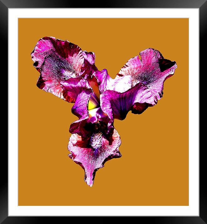  Iris Framed Mounted Print by james balzano, jr.