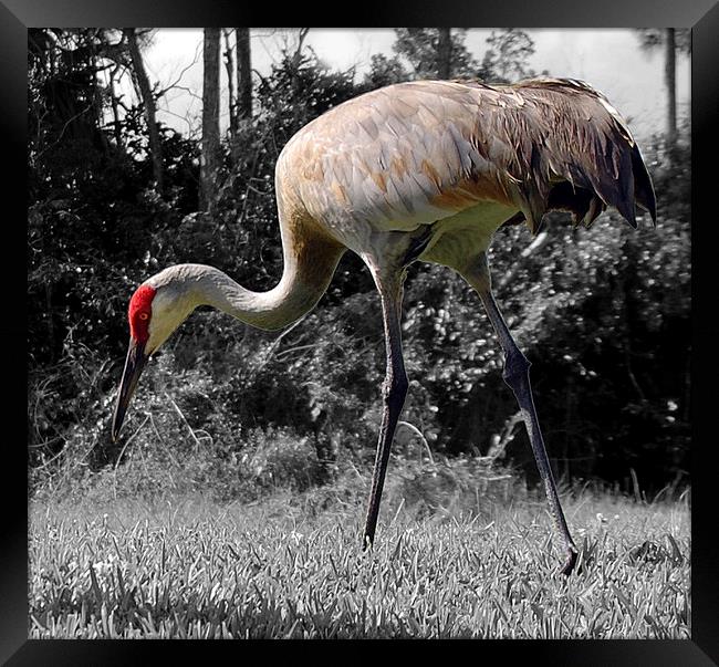 Blue Heron  Framed Print by james balzano, jr.