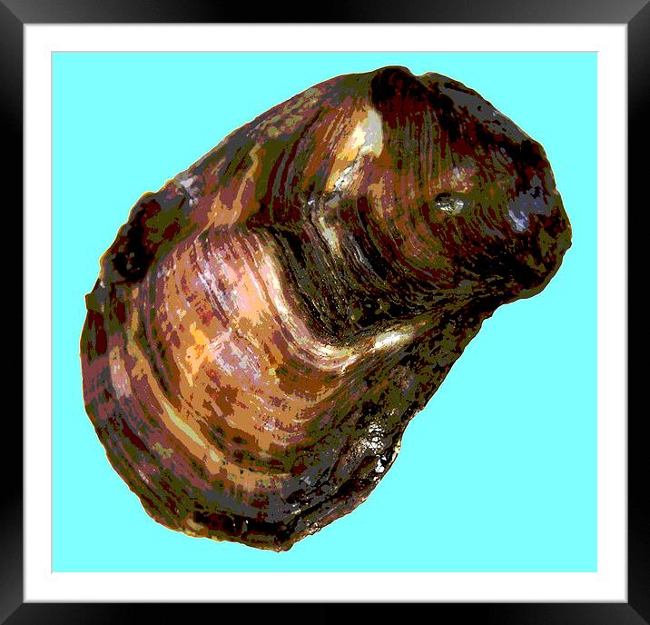 Posterised Oyster Shell  Framed Mounted Print by james balzano, jr.