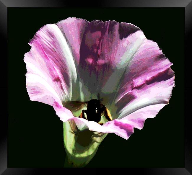 Bee in Flower  Framed Print by james balzano, jr.