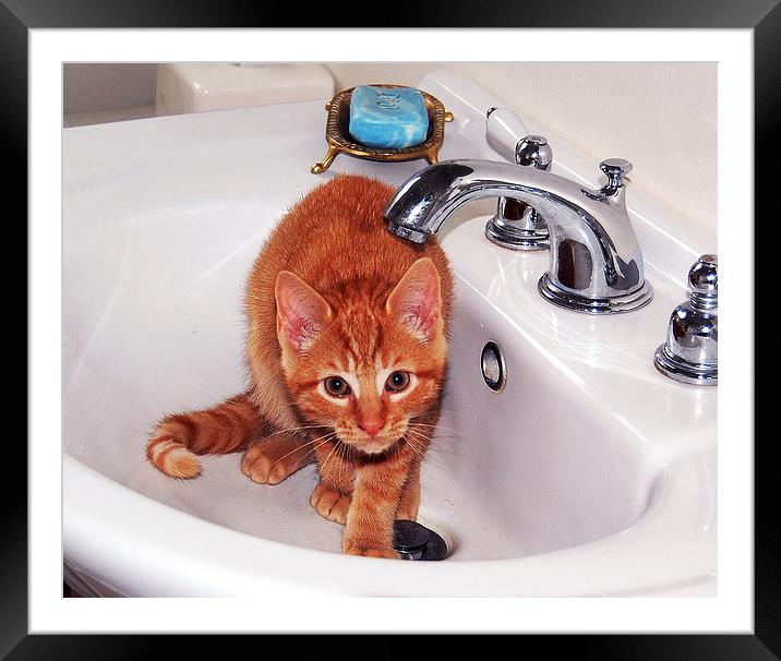 Kitten in Sink  Framed Mounted Print by james balzano, jr.