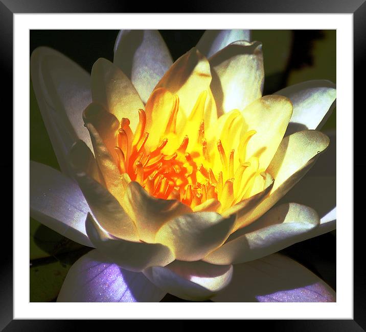  Water Lily Framed Mounted Print by james balzano, jr.