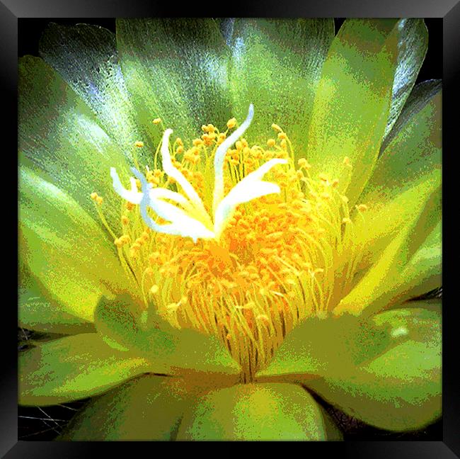 Cactus Flower  Framed Print by james balzano, jr.