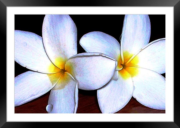  Two Tropical Flowers  Framed Mounted Print by james balzano, jr.