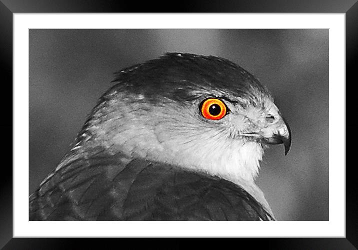 Close Up Hawk Eye  Framed Mounted Print by james balzano, jr.