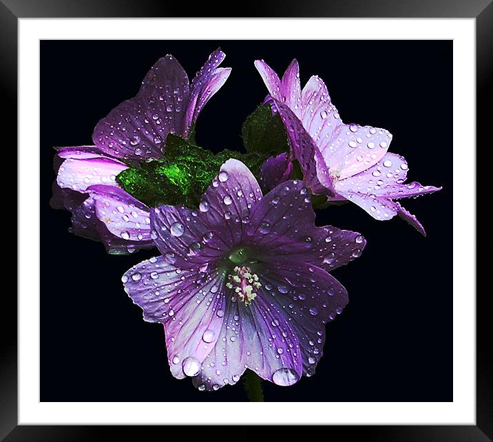  Three Wet Flowers Framed Mounted Print by james balzano, jr.