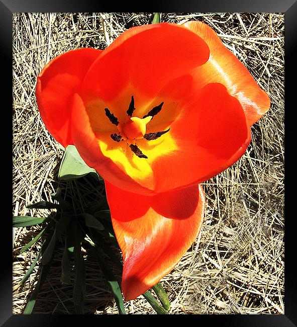Brilliant Red Tulip  Framed Print by james balzano, jr.