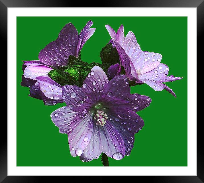 Wet Wildflower  Framed Mounted Print by james balzano, jr.