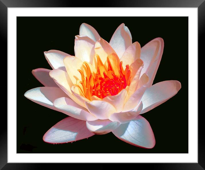  Lightly Colored Waterlily Framed Mounted Print by james balzano, jr.