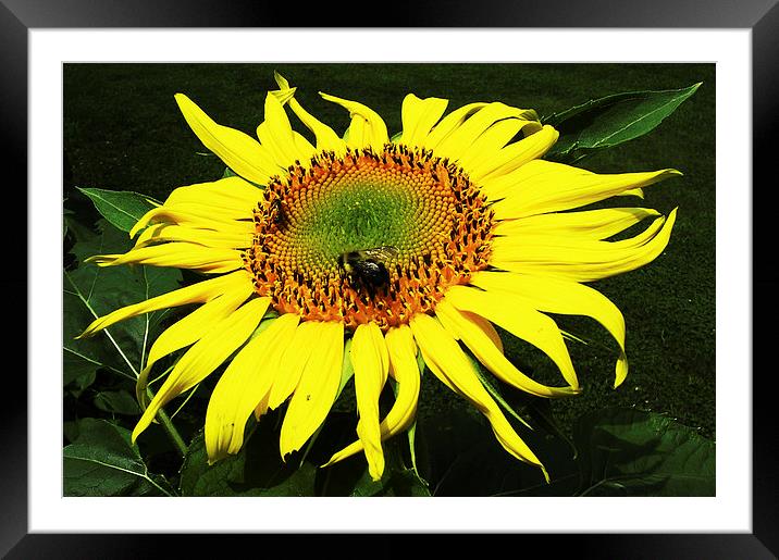 Flies on Sunflower  Framed Mounted Print by james balzano, jr.