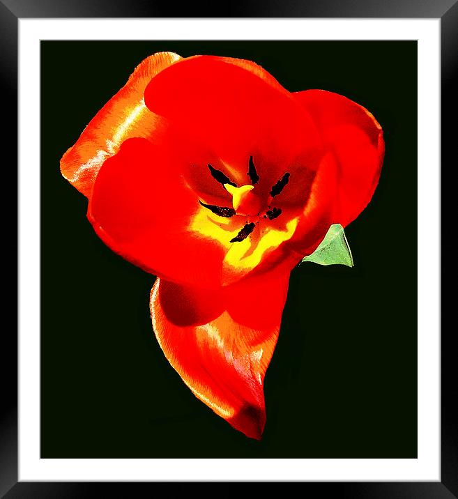 Fiery Tulip   Framed Mounted Print by james balzano, jr.
