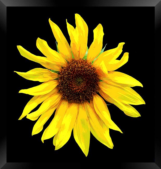  Glorious Sunflower Framed Print by james balzano, jr.