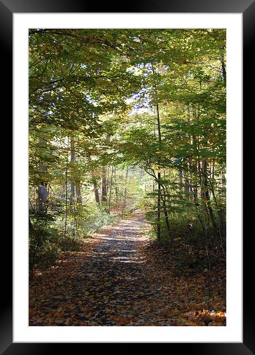  Autumn Driveway Framed Mounted Print by james balzano, jr.