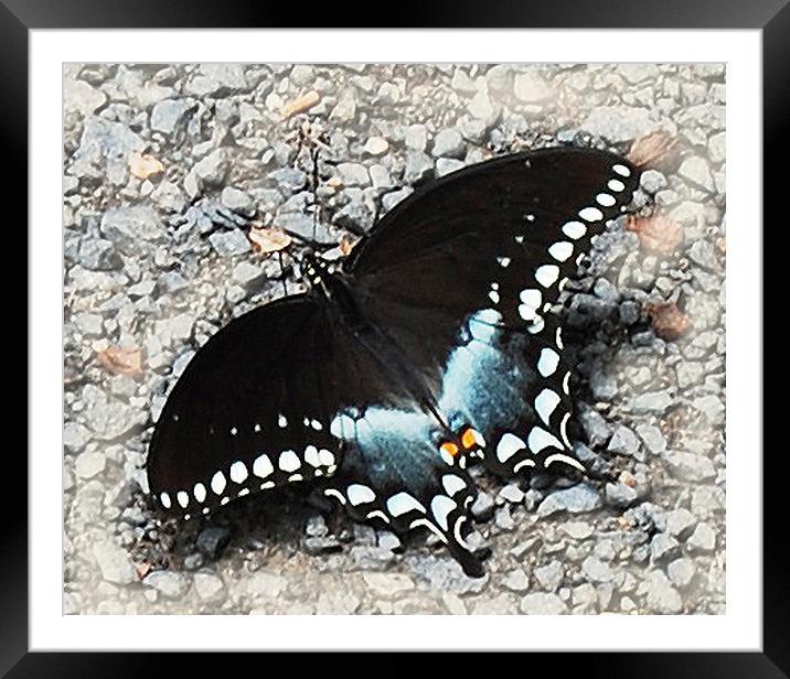 Colorful Butterfly  Framed Mounted Print by james balzano, jr.