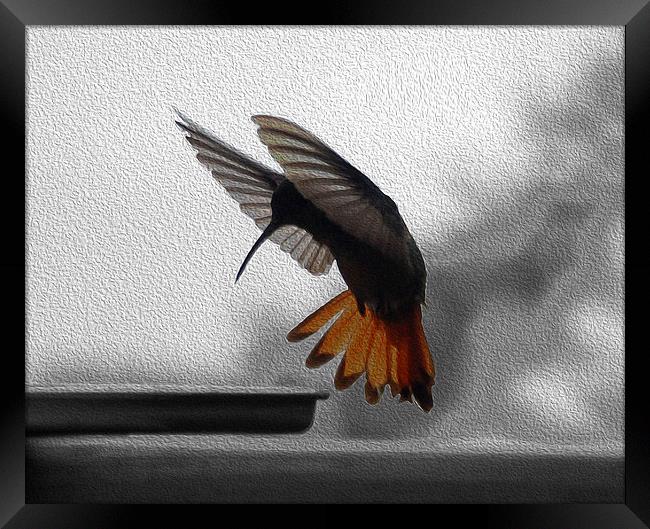 Hummingbird Painted  Framed Print by james balzano, jr.