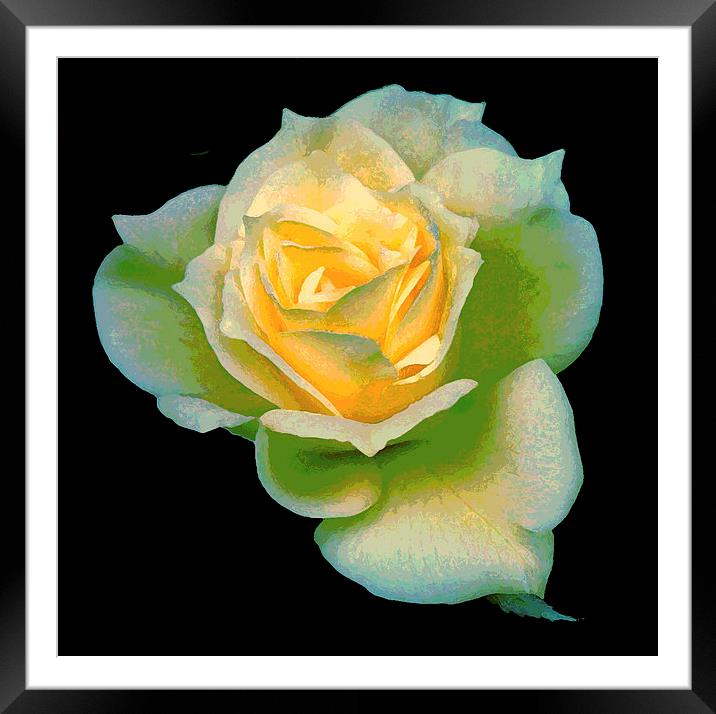  Multicolored Yellow Rose Framed Mounted Print by james balzano, jr.