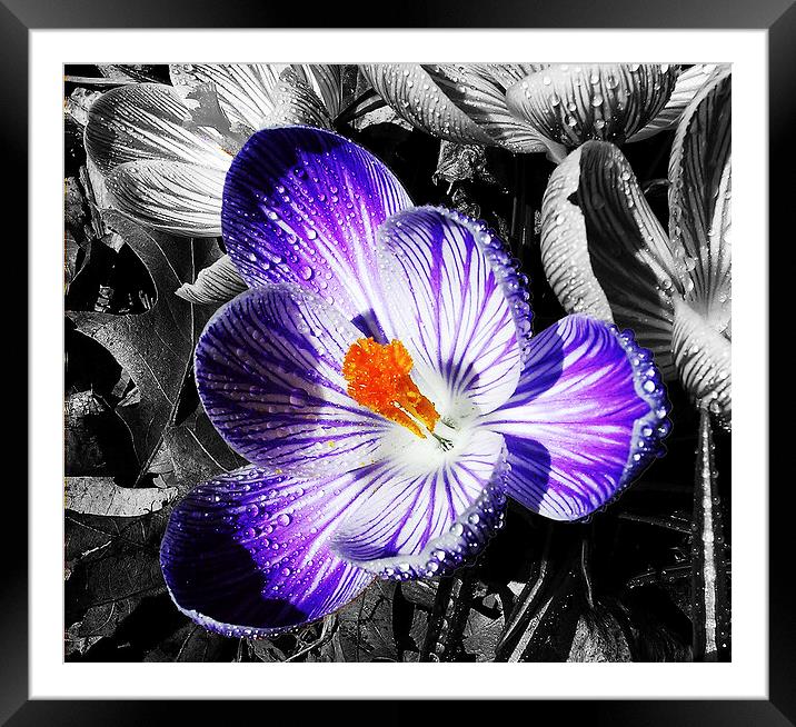 Fully Silhouetted Crocus  Framed Mounted Print by james balzano, jr.