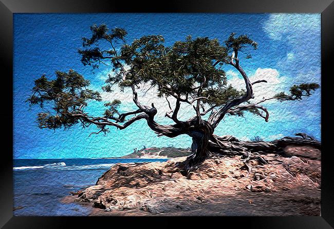 Grand Tree at Treasure Beach  Framed Print by james balzano, jr.