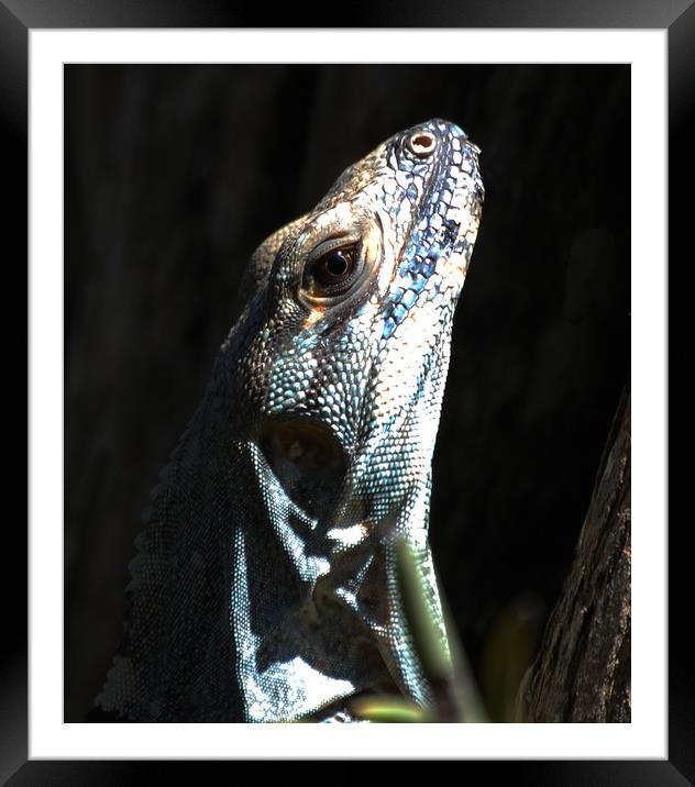 Close Up Lizard Framed Mounted Print by james balzano, jr.