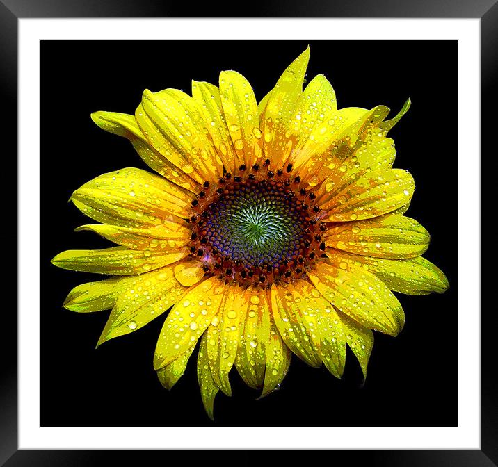 Wet Sunflower Framed Mounted Print by james balzano, jr.