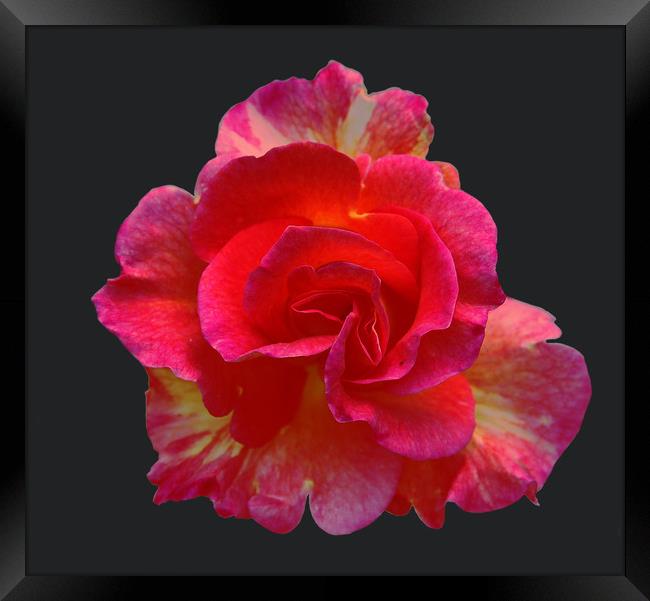 Bright Bi-Colored Rose Framed Print by james balzano, jr.