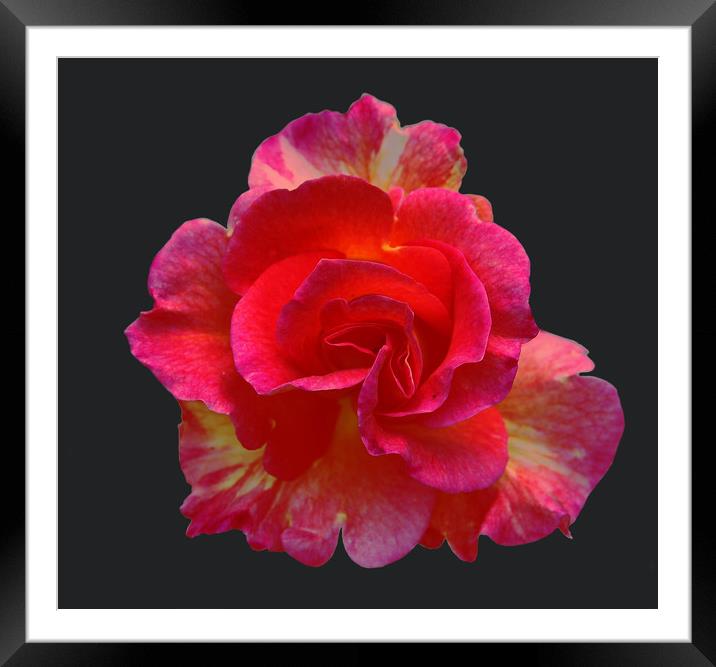Bright Bi-Colored Rose Framed Mounted Print by james balzano, jr.