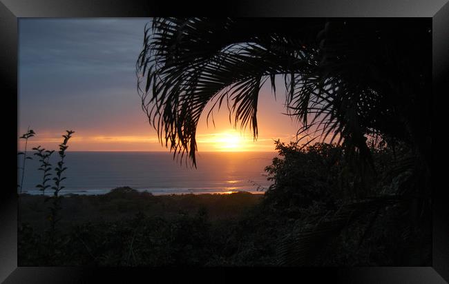 Sunset Through the Palms Framed Print by james balzano, jr.