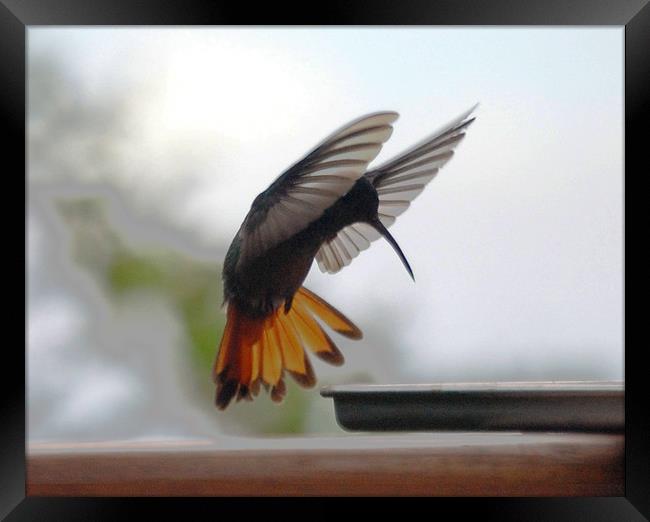 Striking Hummingbird Framed Print by james balzano, jr.
