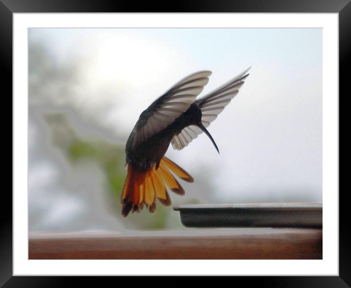 Striking Hummingbird Framed Mounted Print by james balzano, jr.