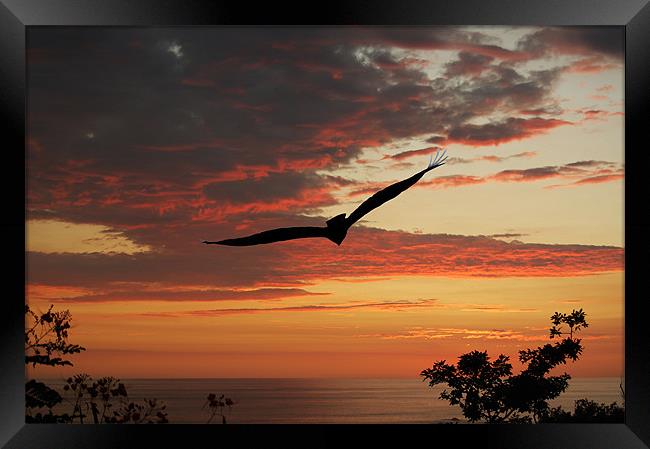 Bird at Sunset Framed Print by james balzano, jr.