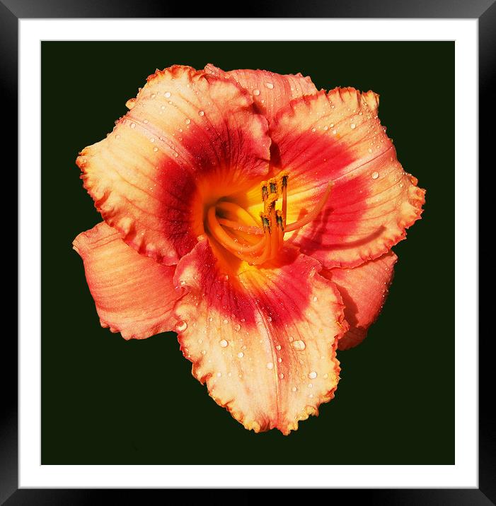 Another Red Lily Framed Mounted Print by james balzano, jr.
