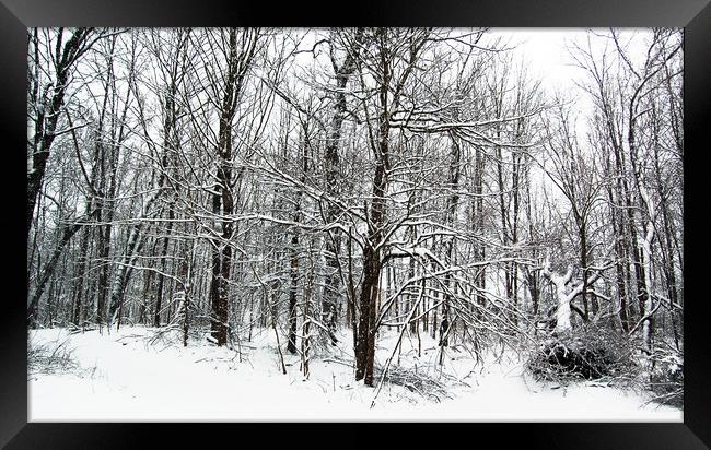 Snow in the Forest Framed Print by james balzano, jr.