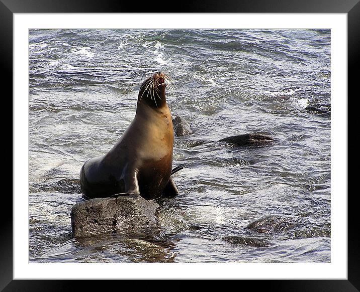 A Sea Lion Framed Mounted Print by tim bowron