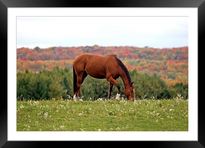 Wild Horse Framed Mounted Print by Andrew Pelvin