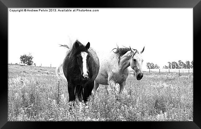 Wild Horses Framed Print by Andrew Pelvin
