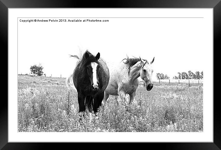 Wild Horses Framed Mounted Print by Andrew Pelvin